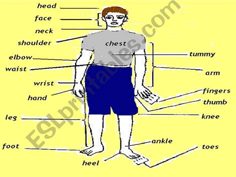 Esl English Powerpoints Parts Of The Body