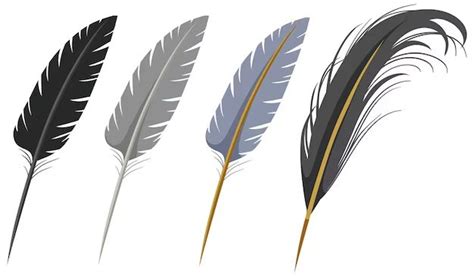 What Is The Difference Between A Quill And A Contour Feather Birdful