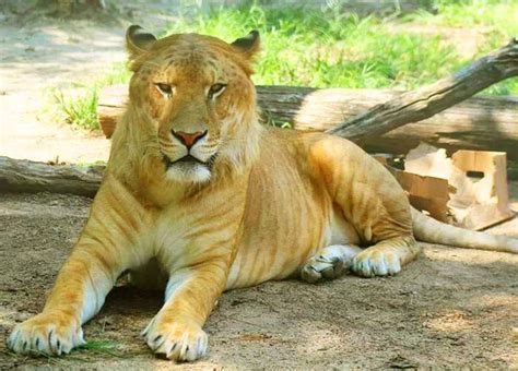 Wayne The Liger Weighs 800 Pounds At Tigerworld Animal Sanctuary