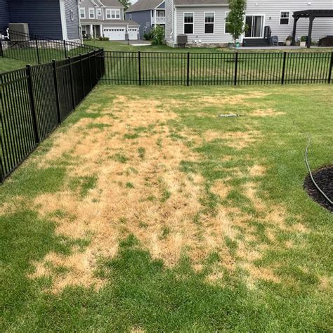 How Do You Treat Ascochyta Leaf Blight In Your Lawn