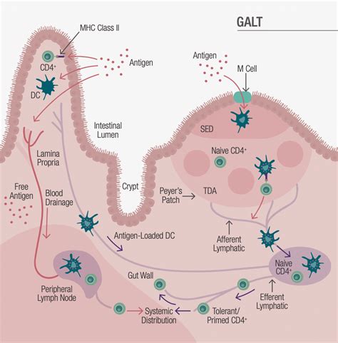 Omni Biotic Gut Immunity Connection