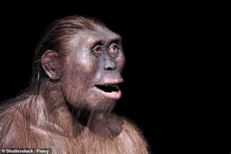Ancient Human Ancestor Lucy Was Less Intelligent Than An Ape Study