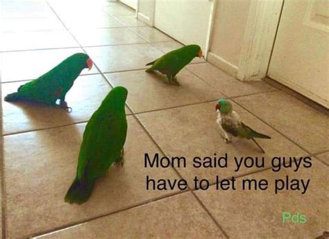 Cutesypooh Funny Birds Bird Meme Funny Parrots