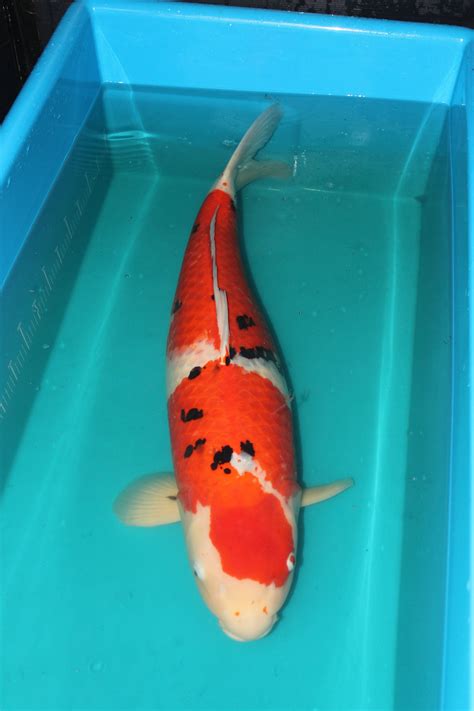 Large Koi Koi Fish For Sale Japanese Koi Carp Huge Common Carp