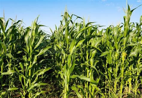 Green Field Of Corn Growing In The Field On A Sunny Day Stock Photo