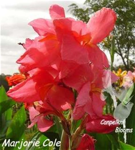 Gardenerdy gives you a glimpse of various canna flowers. Canpelkni Blooms Canna Varieties of these Tropical ...