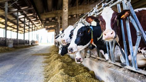 Michigan Dairy Farm Closures Ends Milk Production In 2 U P Counties