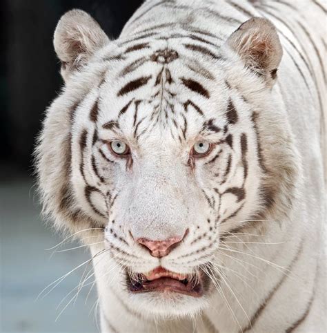 Close Up Head Of White Bengal Tiger Isolated On Background Stock Photo