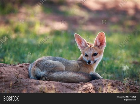 Cape Fox Laying Down Image And Photo Free Trial Bigstock