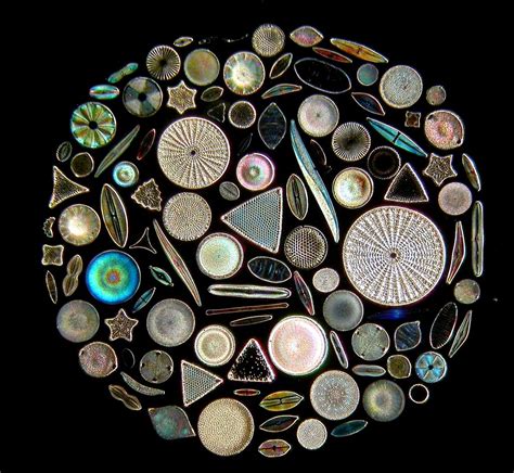 B L O G H I S T A P E R C A S O Diatoms ~ Diatomeen ~ Diatomées