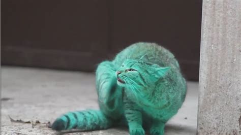 Meet The Green Cat Of Bulgaria Green Cat Funny Animals Funny Cats