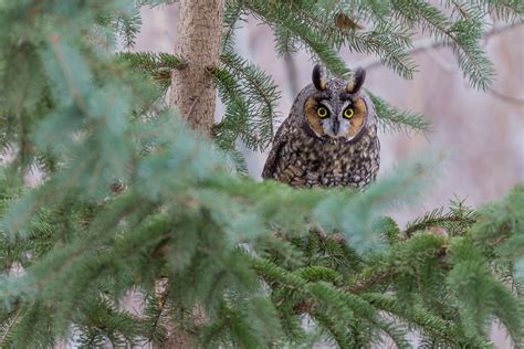 Long Eared Owl Audubon Field Guide