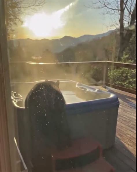 Black Bear Spotted Relaxing In Jacuzzi At Tennessee Vacation Rental