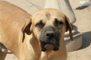 Here are some similar american bandogge mastiff puppies you might be interested in. American Bandogge Mastiff Puppies for Sale from Reputable Dog Breeders