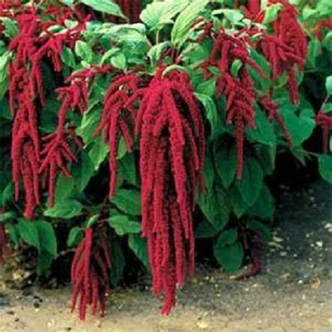 100 Amaranthus Seeds Red Love Lies Bleeding Plant Ebay