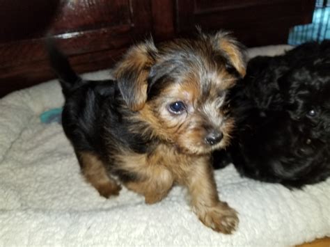 Morkie Puppies For Sale | Iron River, MI #288223 | Petzlover