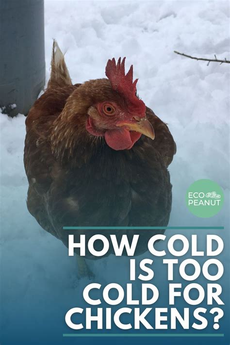 How Cold Is Too Cold For Chickens Chickens Chickens Backyard