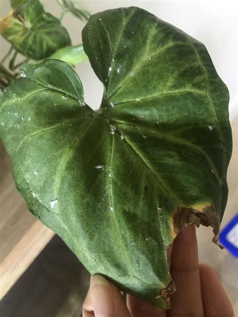 It could be that nothing's wrong with you, you just feel sad and don't want to go to work. Please help me identify what's wrong with my plant : gardening