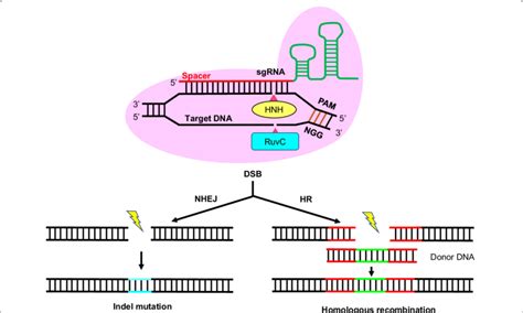 Overview Of The CRISPR Cas9 Mediated Genome Editing System The Cas9