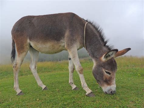 Donkey Equus Asinus · Inaturalist