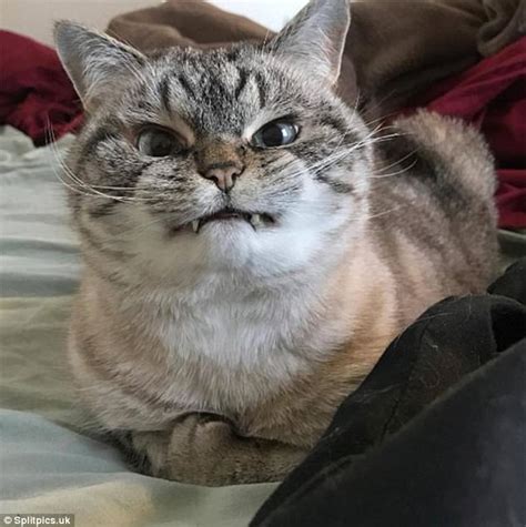 Owners Share Photos Of Their Angry Animals Daily Mail Online