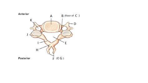 Diagram Of Typical Cervical Vertebrae