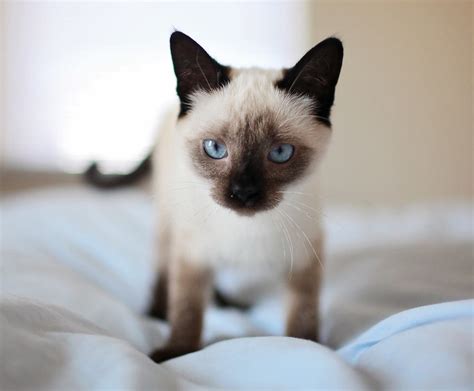 Siamese Cat Breed Guide Pet Better With Pet Circle