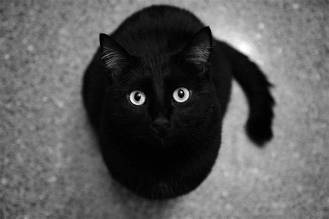 Black Cat Love Image 240970 On