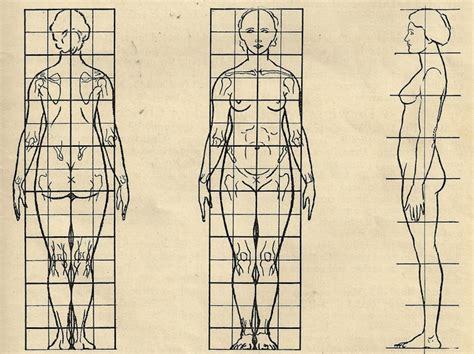 Figure Drawing Proportions Of The Female Figure
