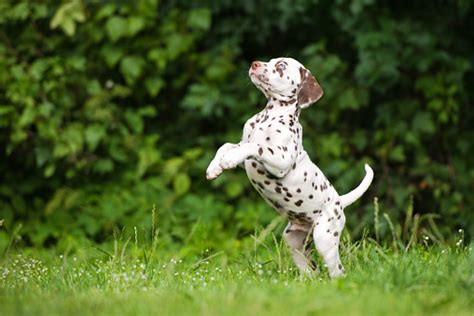 Lots Of Spots 5 Facts About The Dalmatian Vetiq