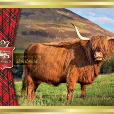 Stewarts Shortbread Highland Cow Tin 150g The Wee Scottish Shop