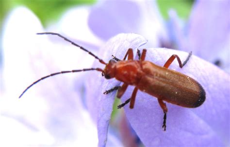 Rhagonycha Fulva Common Red Soldier Beetle 13 07 2022 14 3 Flickr