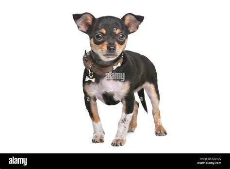 Black And Tan Chihuahua Stock Photo Alamy
