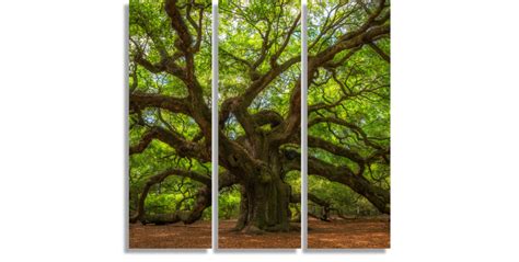 Angel Oak Tree Cuadros Decorativos Pixelarte