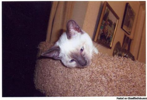 Because of differing tastes among cat fanciers, the siamese cat has been bred to emphasize certain more popular cosmetic traits, relegating the original. Three Siamese Kittens for Sale in Denver, Colorado ...