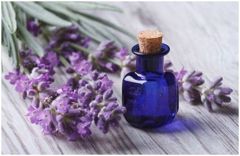 Lavender Essential Oil Side Effects Health Benefits Your Health