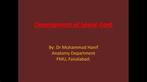 This chapter focuses on the embryonic development of the spinal cord. Development of Spinal Cord (EMBRYOLOGY) - YouTube