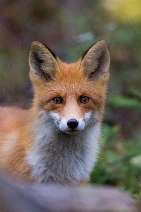 Red Fox By Reijo R On 500px Fox Pups Cute Animals Baby Animals