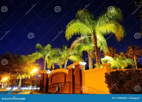 A Palm Tree At Night Stock Photo Image Of Branch Nature 117984666