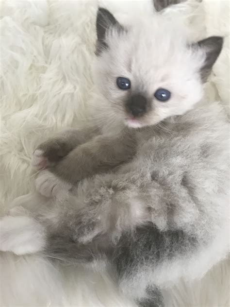 Don't miss what's happening in your neighborhood. Katt Katt: Ragdoll Kittens For Sale Melbourne Gumtree