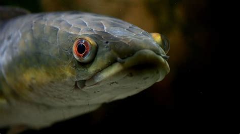 Invasive Snakehead Fish That Breathes Air Found In Georgia Mental Floss
