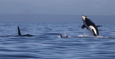 Faq A Primer On The Endangered Southern Resident Killer Whales The