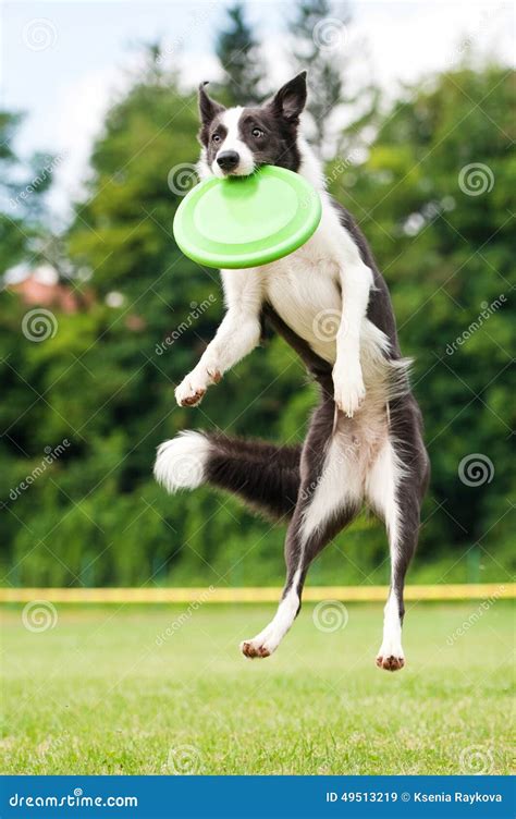Border Collie Dog Catching Frisbee In Jump Stock Image Image Of