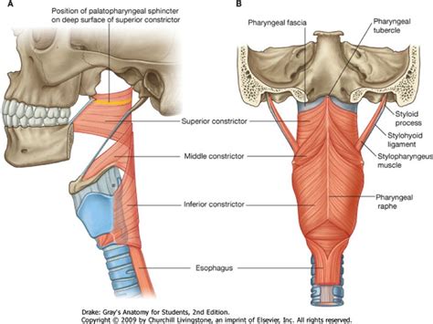 Pharyngeal Constrictor Muscles Overview Constrictor Anatomy