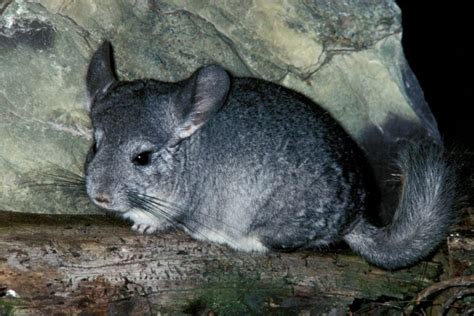 How to Care for a Chinchilla as a Pet - Enjoy The Pets