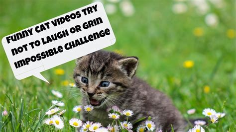 Funny Cat Videos Try Not To Laugh Or Grin Impossible Challengesam