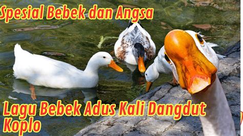 Lagu Bebek Adus Kali Nututi Sabun Wangi Versi Koplo Video Bebek Berenang Bareng Bareng Angsa