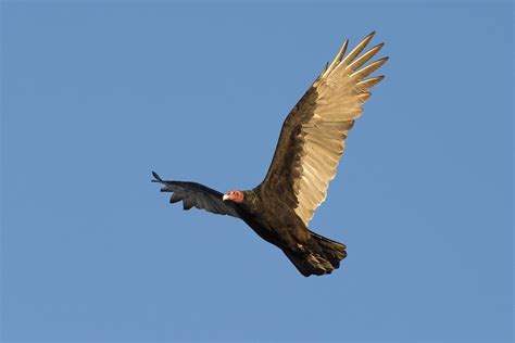 Friday Creature Feature Turkey Vulture Sky Island Alliance