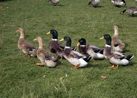 Rouen Duck Breed Everything You Need To Know