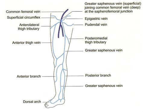 Lower Venous Anatomy